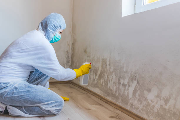 Licensed Mold Removal service in Alamance, NC - WQB Mold Removal